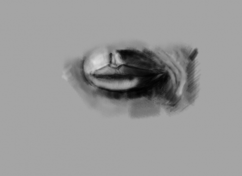 Mouth Study